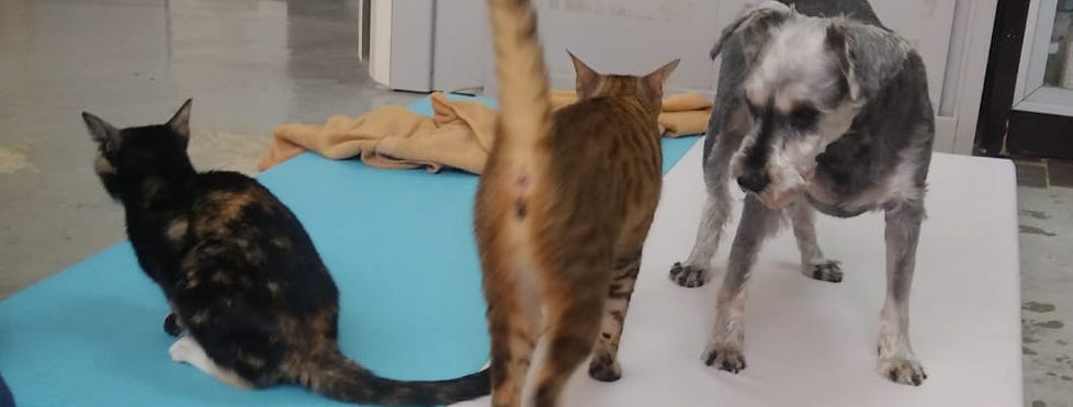 “Reflection on Cha x Stray Cats Jimusho” by Lian-Hee&nbsp;Wee