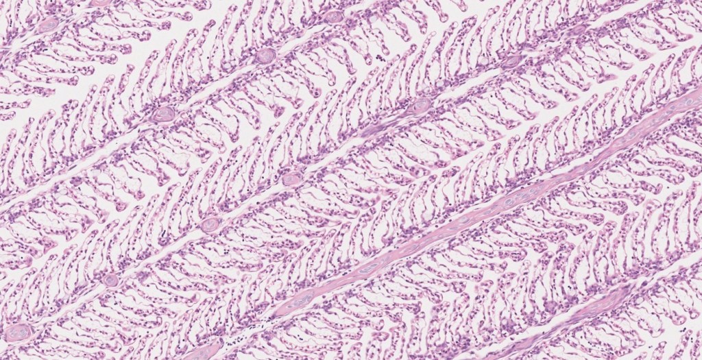 [TRANSLATION] “The Gills of the Metal Fish” by Xu Dishan, Translated by Chris&nbsp;Song